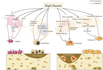 Iron metabolism and ferroptosis in diabetic bone loss: from mechanism to therapy